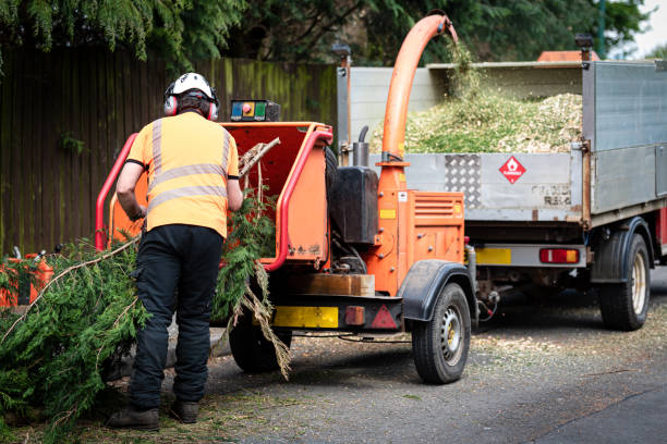 Best Tree Branch Trimming  in Trevorton, PA